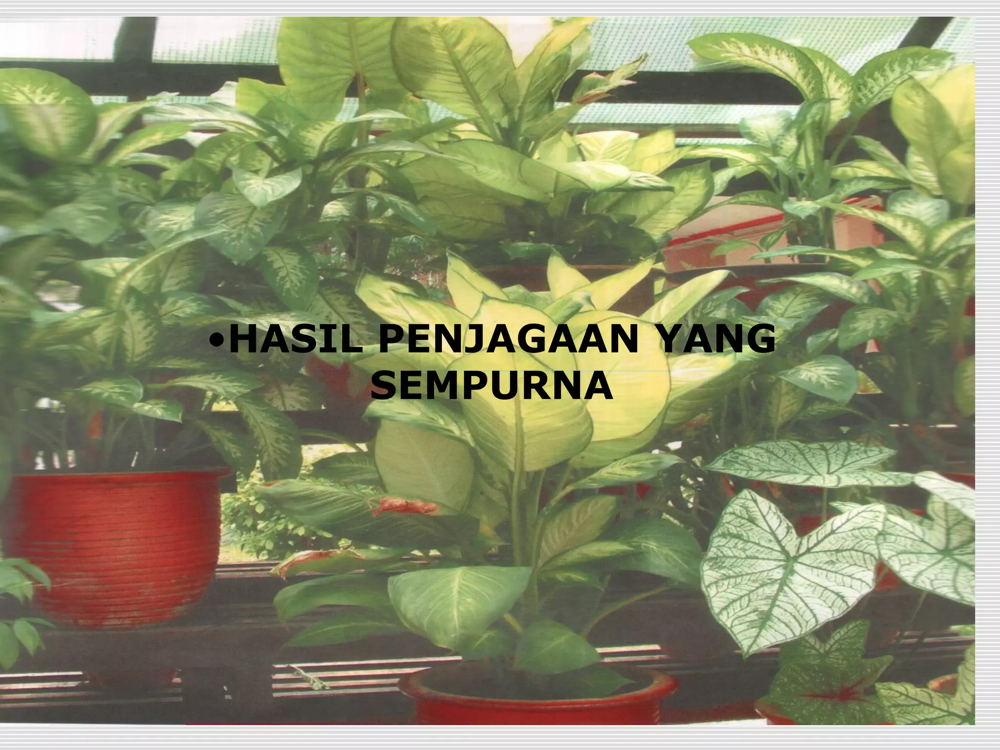 •HASIL PENJAGAAN YANG
      SEMPURNA
 