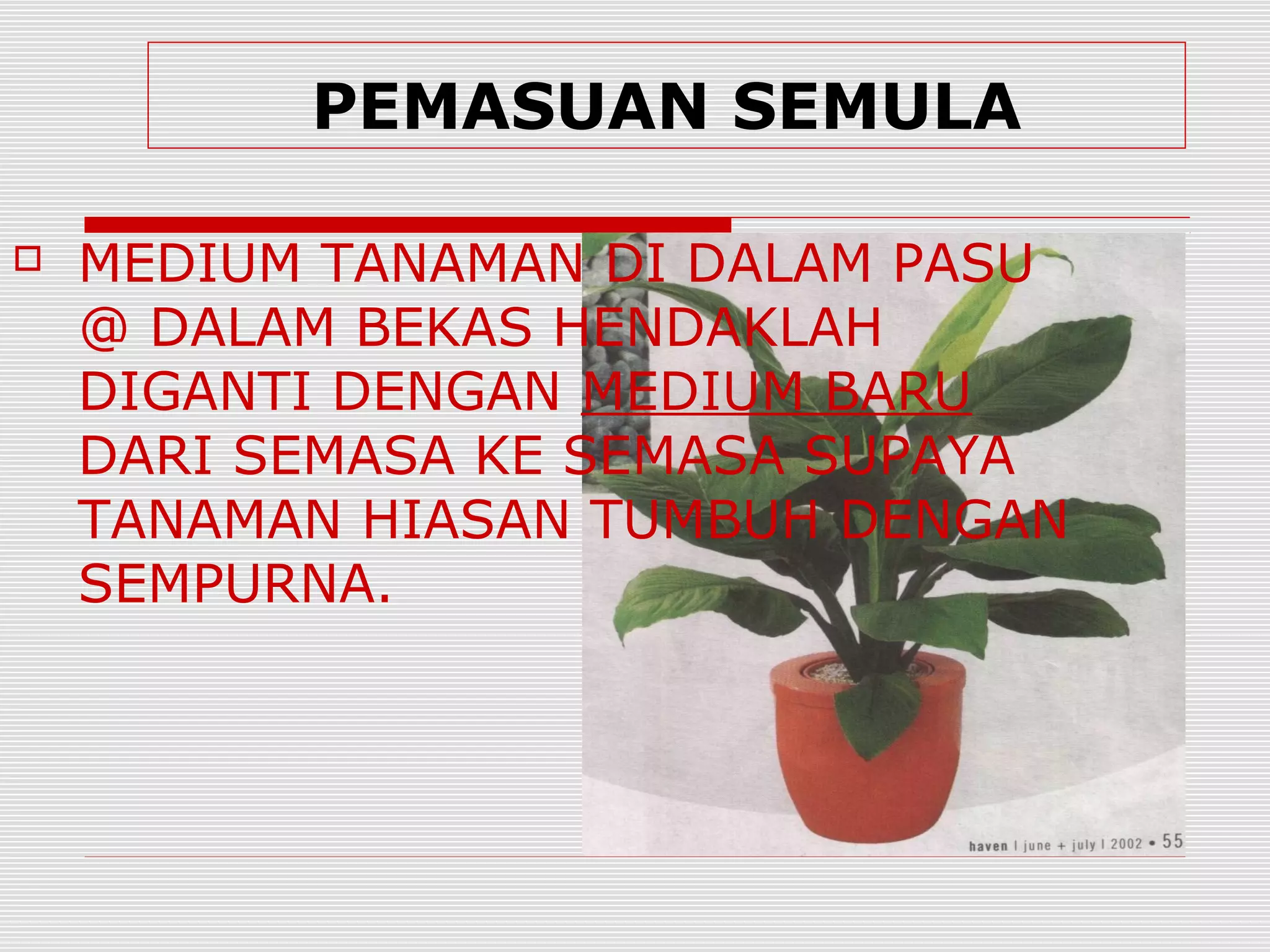 PEMASUAN SEMULA

   MEDIUM TANAMAN DI DALAM PASU
    @ DALAM BEKAS HENDAKLAH
    DIGANTI DENGAN MEDIUM BARU
    DARI SEMASA KE SEMASA SUPAYA
    TANAMAN HIASAN TUMBUH DENGAN
    SEMPURNA.
 
