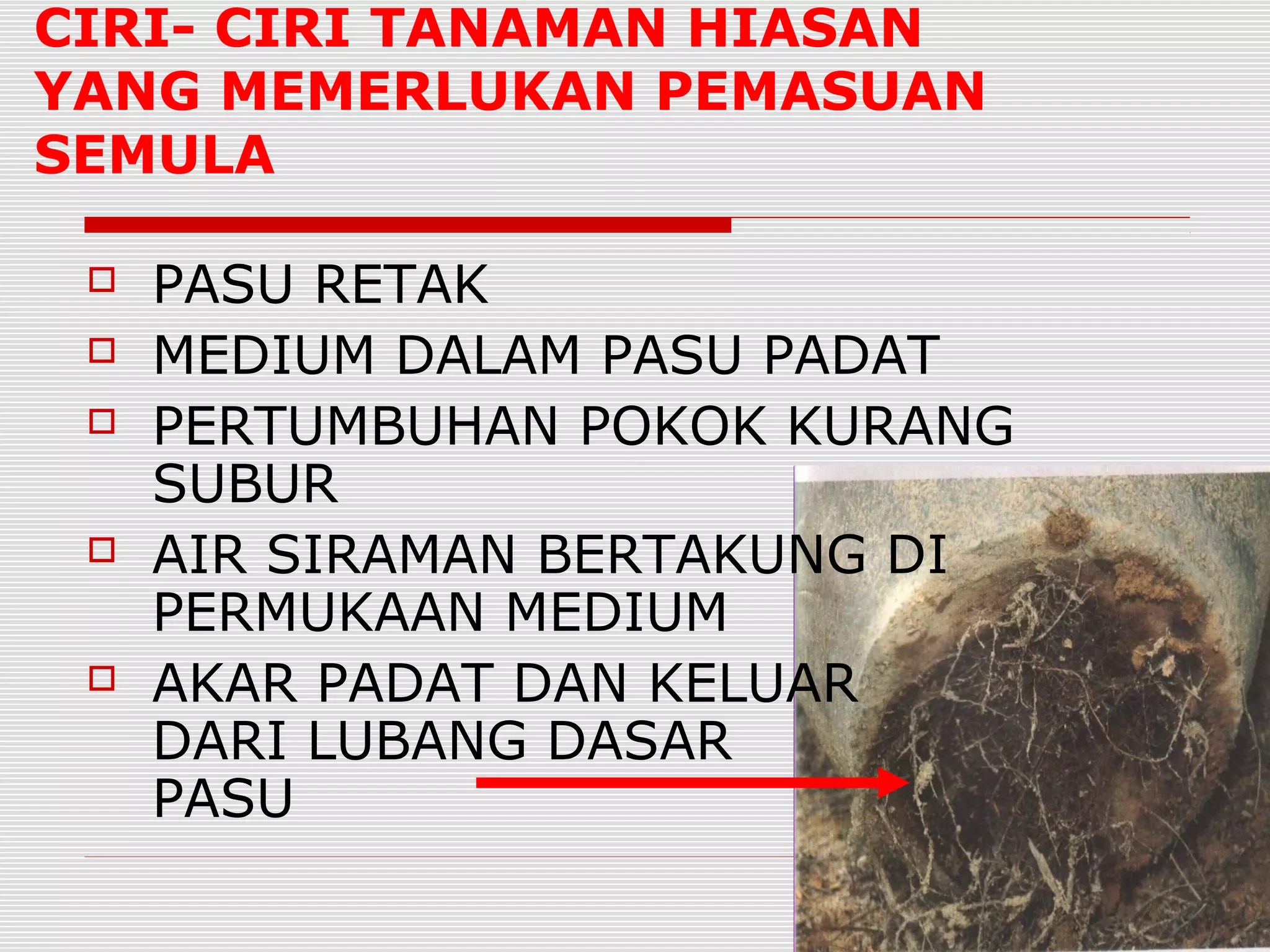 CIRI- CIRI TANAMAN HIASAN
YANG MEMERLUKAN PEMASUAN
SEMULA

    PASU RETAK
    MEDIUM DALAM PASU PADAT
    PERTUMBUHAN POKOK KURANG
     SUBUR
    AIR SIRAMAN BERTAKUNG DI
     PERMUKAAN MEDIUM
    AKAR PADAT DAN KELUAR
     DARI LUBANG DASAR
     PASU
 
