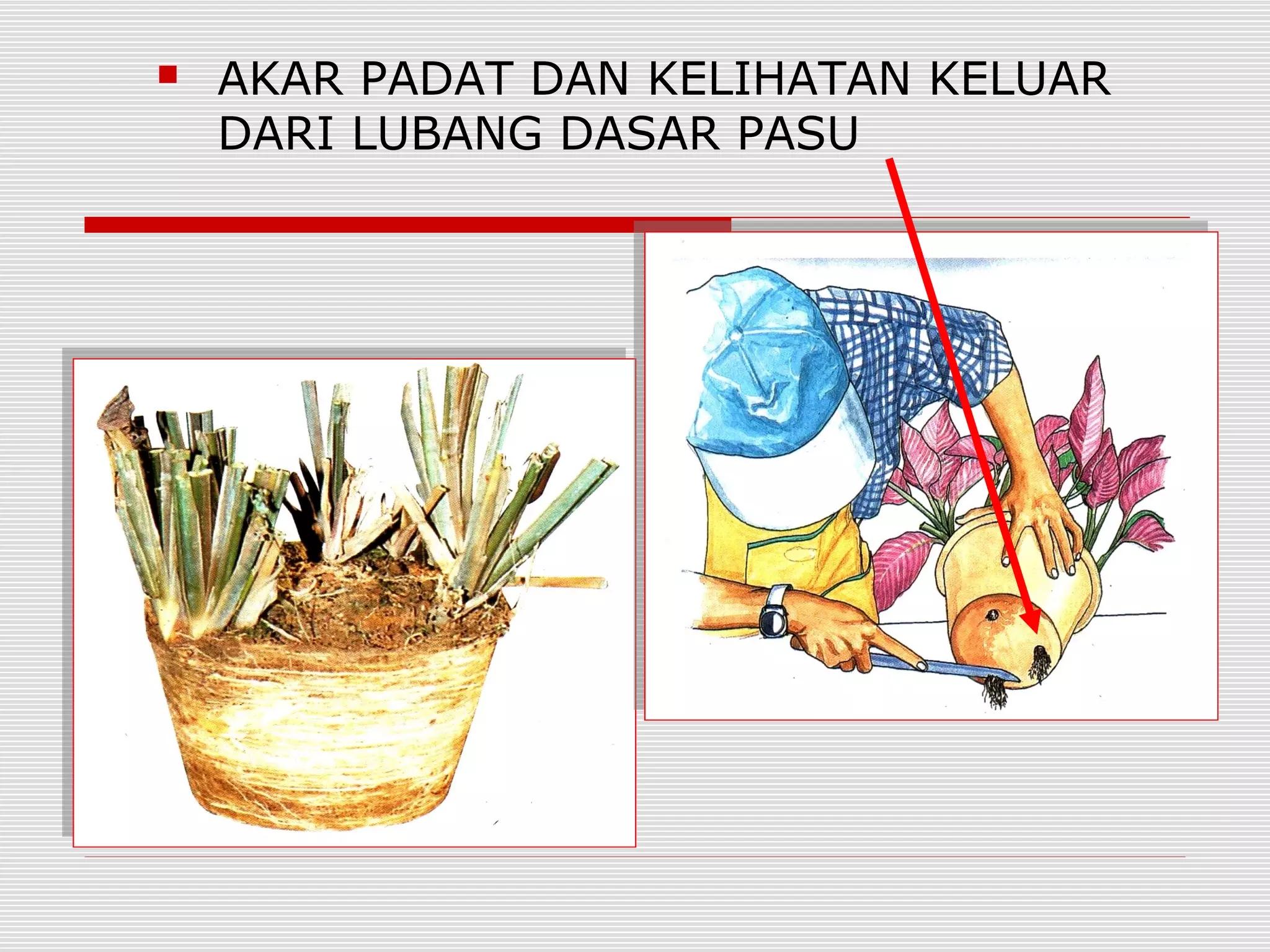    AKAR PADAT DAN KELIHATAN KELUAR
    DARI LUBANG DASAR PASU
 