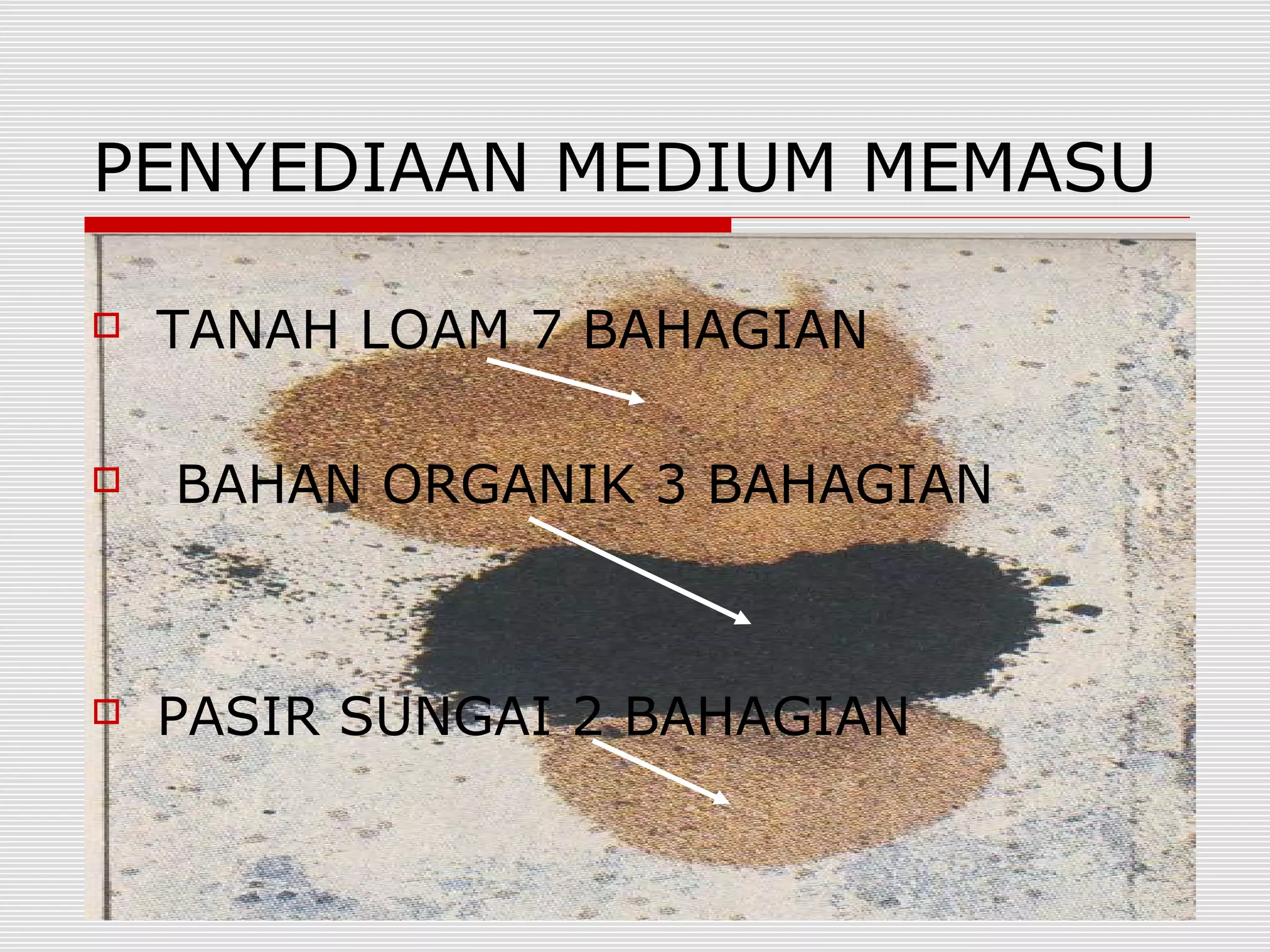 PENYEDIAAN MEDIUM MEMASU

   TANAH LOAM 7 BAHAGIAN

   BAHAN ORGANIK 3 BAHAGIAN



   PASIR SUNGAI 2 BAHAGIAN
 