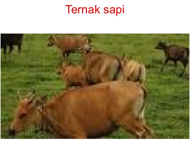Pembagian zaman berdasarkan perkembangan kehidupan