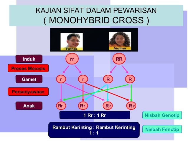 Pembahagian Sel Modul 2 Sem 2 Kv