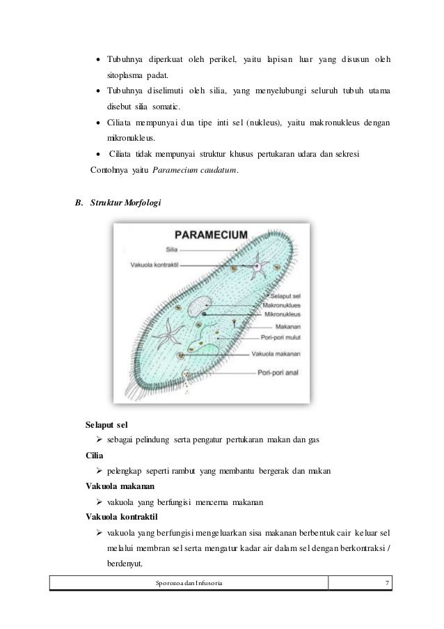 Makalah Protozoa, Filum Infusoria dan Sporozoa