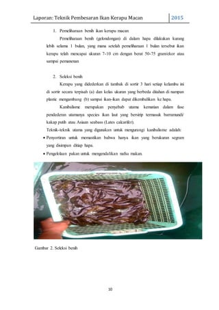 Laporan: Teknik Pembesaran Ikan Kerapu Macan 2015
10
1. Pemeliharaan benih ikan kerapu macan
Pemeliharaan benih (gelondongan) di dalam hapa dilakukan kurang
lebih selama 1 bulan, yang mana setelah pemeliharaan 1 bulan tersebut ikan
kerapu telah mencapai ukuran 7-10 cm dengan berat 50-75 gram/ekor atau
sampai pemanenan
2. Seleksi benih
Kerapu yang didederkan di tambak di sortir 3 hari setiap kelambu ini
di sortir secara terpisah (a) dan kelas ukuran yang berbeda ditahan di nampan
plastic mengambang (b) sampai ikan-ikan dapat dikembalikan ke hapa.
Kanibalisme merupakan penyebab utama kematian dalam fase
pendederan utamanya species ikan laut yang bersirip termasuk barramundi/
kakap putih atau Asiaan seabass (Lates calcarifer).
Teknik-teknik utama yang digunakan untuk mengurangi kanibalisme adalah:
 Penyortiran untuk memastikan bahwa hanya ikan yang berukuran segram
yang disimpan ditiap hapa.
 Pengelolaan pakan untuk mengendalikan nafsu makan.
Gambar 2. Seleksi benih
 