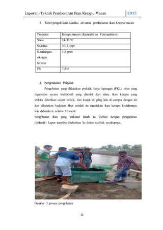 Laporan: Teknik Pembesaran Ikan Kerapu Macan 2015
11
3. Tabel pengelolaan kualitas air untuk pembesaran ikan kerapu macan
Prameter Kerapu macan (Epinephalus Fuscoguttatus)
Suhu 24-31 ºC
Salinitas 30-33 ppt
Kandungan
oksigen
terlarut
3,5 ppm
Ph 7,8-8
4. Pengendalian Penyakit
Pengobatan yang dilakukan praktek kerja lapangan (PKL) obat yang
digunakan secara tradisional yang diambil dari alam, ikan kerapu yang
terluka diberikan cocor bebek, dan kunyit di giling lalu di campur dengan air
dan dilarutkan kedalam fiber setelah itu masukkan ikan kerapu kedalamnya
lalu didiamkan selama 10 menit.
Pengobatan ikan yang terkenal lintah itu diobati dengan pengapuran
(dolamik) kapur tersebut ditebarkan ke dalam tambak secukupnya.
Gambar 3 :proses pengobatan
 