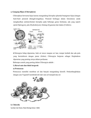 a. Gangang Hijau (Chlorophyta)

   Chlorophyta berwarna hijau karena mengandung kloroplas (plastida berpigmen hijau) dengan
   butir-butir pirenoid ditengah-tengahnya. Pirenoid berfungsi dalam fotosintesis untuk
   menghasilkan amilum.bentuk kloroplas pada beberapa genus berlainan, ada yang seperti
   spiral (Spirogyra), jala (Hydrodictyon), bintang (Zygnema) dan ladam (Ulothrix).




   •Chloropyta hidup diperairan, baik air tawar maupun air laut, tempat lembab dan ada pula
   yang bersimbiosis dengan jamur (lichen). Chloropyta berperan sebagai fitoplankton
   diperairan yang penting airnya dalam perikanan.
   Beberapa contoh yang penting dalam Chloropyta adalah :
   1) Bersel satu dan tidak bergerak
   a) Protococus
   Protococus memiliki membran sel dan banyak mengandung klorofil. Perkembangbiakan
   dengan cara Vegetatif membelah diri dari satu sel menjadi dua sel.




b. Chlorella
Sumber dari Buku Paket Biologi Kelas I SMA
 