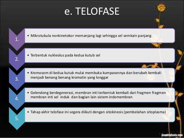 Pembelahan amitosis mitosis gametogenesis pada manusia Pembelahan amitosis mitosis gametogenesis pada manusia