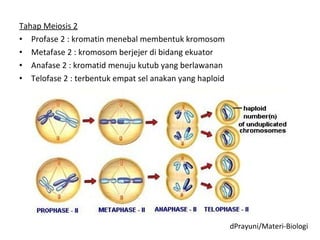 Tahap Meiosis 2
• Profase 2 : kromatin menebal membentuk kromosom
• Metafase 2 : kromosom berjejer di bidang ekuator
• Anafase 2 : kromatid menuju kutub yang berlawanan
• Telofase 2 : terbentuk empat sel anakan yang haploid
dPrayuni/Materi-Biologi
 