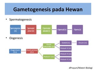 Gametogenesis pada Hewan
• Spermatogenesis
• Oogenesis
dPrayuni/Materi-Biologi
 