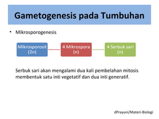 Gametogenesis pada Tumbuhan
• Mikrosporogenesis
Serbuk sari akan mengalami dua kali pembelahan mitosis
membentuk satu inti vegetatif dan dua inti generatif.
dPrayuni/Materi-Biologi
 