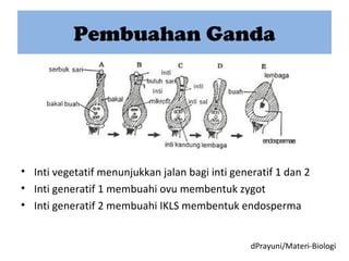 Pembuahan Ganda
• Inti vegetatif menunjukkan jalan bagi inti generatif 1 dan 2
• Inti generatif 1 membuahi ovu membentuk zygot
• Inti generatif 2 membuahi IKLS membentuk endosperma
dPrayuni/Materi-Biologi
 