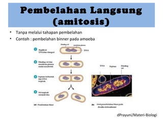 Pembelahan Langsung
(amitosis)
• Tanpa melalui tahapan pembelahan
• Contoh : pembelahan binner pada amoeba
dPrayuni/Materi-Biologi
 