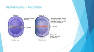 Kariokinesis - Metafase

 