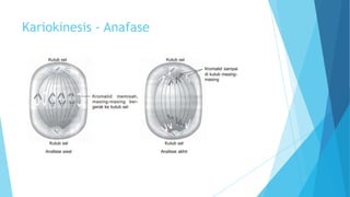 Kariokinesis - Anafase

 