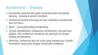 Kariokinesis - Telofase


Kromatida yang berada pada kutub berubah menjasadi
benang – benang kromatin kembali.



Terbentuk kembali dinding inti dan nukleolus membentuk
dua inti baru.



Serat – serat gelendong menghilang.



Terjadi pembelahan sitoplasma (sitokinesis) menjadi dua
bagian, dan terbentuk membran sel pemisah di tengah
bidang pembelahan.



Akhirnya, terbentuk dua sel anak yang mempunyai jumlah
kromosom yang sama dengan kromosom induknya.

 