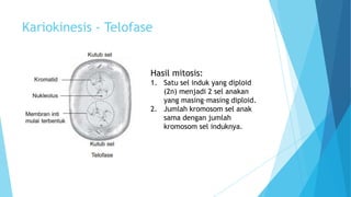 Kariokinesis - Telofase

Hasil mitosis:
1. Satu sel induk yang diploid
(2n) menjadi 2 sel anakan
yang masing–masing diploid.
2. Jumlah kromosom sel anak
sama dengan jumlah
kromosom sel induknya.

 