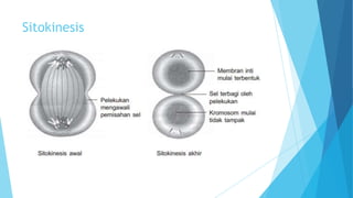 Sitokinesis

 