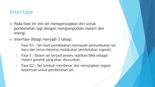 Interfase


Pada fase ini inti sel mempersiapkan diri untuk
pembelahan lagi dengan mengumpulkan materi dan
energi.



Interfase dibagi menjadi 3 tahap:
1.

Fase G1 : Sel hasil pembelahan memasuki pertumbuhan sel
baru dan terus menerus melakukan pembelahan organel.

2.

Fase S : Dalam sel terjadi proses replikasi DNA sebagai
materi genetik yang akan diturunkan.

3.

Fase G2 : Sel tumbuh membesar dan menyiapkan segala
keperluan untuk pembelahan sel.

 