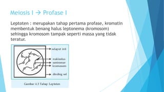 Meiosis I  Profase I
Leptoten : merupakan tahap pertama profase, kromatin
membentuk benang halus leptonema (kromosom)
sehingga kromosom tampak seperti massa yang tidak
teratur.

 