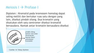 Meiosis I  Profase I
Diploten : Kromatid pada kromosom homolog dapat
saling melilit dan bertukar ruas satu dengan yang
lain, disebut pindah silang. Dua kromatin yang
disatukan oleh satu sentromer disebut kromatid
bersaudara. Kontak antar kromatin bersaudara disebut
kiasma.

 