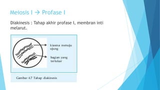 Meiosis I  Profase I
Diakinesis : Tahap akhir profase I, membran inti
melarut.

 