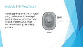 Meiosis I  Metafase I
Benang spindel keluar dari kutub
yang berlawanan dan mengait
pada sentromer kromosom yang
telah berpasangan. Semua
bivalen terletak pada bidang
ekuator.

 