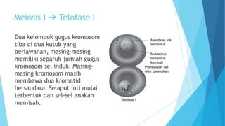 Meiosis I  Telofase I
Dua kelompok gugus kromosom
tiba di dua kutub yang
berlawanan, masing-masing
memiliki separuh jumlah gugus
kromosom sel induk. Masingmasing kromosom masih
membawa dua kromatid
bersaudara. Selaput inti mulai
terbentuk dan sel-sel anakan
memisah.

 
