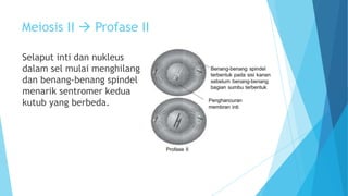 Meiosis II  Profase II
Selaput inti dan nukleus
dalam sel mulai menghilang
dan benang-benang spindel
menarik sentromer kedua
kutub yang berbeda.

 