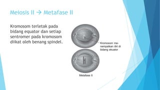 Meiosis II  Metafase II
Kromosom terletak pada
bidang equator dan setiap
sentromer pada kromosom
diikat oleh benang spindel.

 
