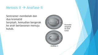 Meiosis II  Anafase II
Sentromer membelah dan
dua kromatid
berpisah, kemudian bergerak
ke arah berlawanan menuju
kutub.

 