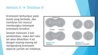 Meiosis II  Telofase II
Kromosom berkumpul pada
kutub yang berbeda, dan
membran inti muncul
membungkus kelompok
kromosom tersebut.

Setelah melewati 2 kali
pembelahan, maka dari satu
sel akan dihasilkan 4 sel
dengan masing-masing sel
mengandung kromosom
separuh jumlah sel induknya.

 