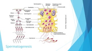 Spermatogenesis

 