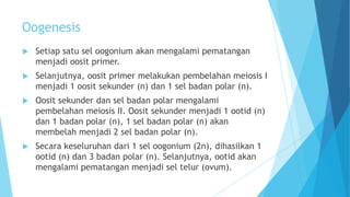 Oogenesis


Setiap satu sel oogonium akan mengalami pematangan
menjadi oosit primer.



Selanjutnya, oosit primer melakukan pembelahan meiosis I
menjadi 1 oosit sekunder (n) dan 1 sel badan polar (n).



Oosit sekunder dan sel badan polar mengalami
pembelahan meiosis II. Oosit sekunder menjadi 1 ootid (n)
dan 1 badan polar (n), 1 sel badan polar (n) akan
membelah menjadi 2 sel badan polar (n).



Secara keseluruhan dari 1 sel oogonium (2n), dihasilkan 1
ootid (n) dan 3 badan polar (n). Selanjutnya, ootid akan
mengalami pematangan menjadi sel telur (ovum).

 