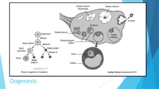 Oogenesis

 