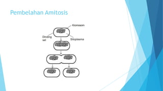 Pembelahan Amitosis

 