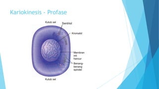 Kariokinesis - Profase

 