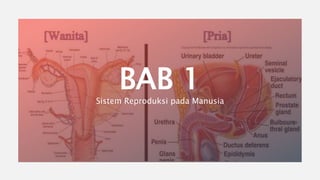 BAB 1
Sistem Reproduksi pada Manusia
 
