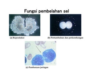 Fungsi pembelahan sel
(a) Reproduksi
(c) Pembaruan jaringan
(b) Pertumbuhan dan perkembangan
 