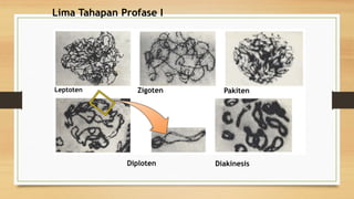 PEMBELAHAN SEL mitosis dan meiosisi.pptx