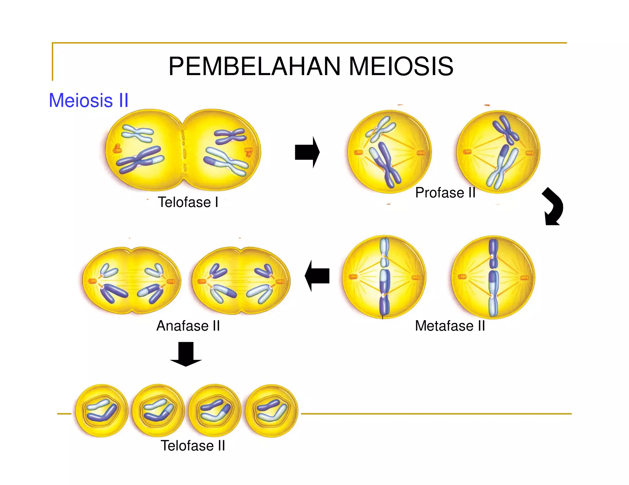 Pembelahan Sel | PDF