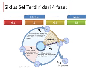 Pembelahan sel dan siklus sel | PDF
