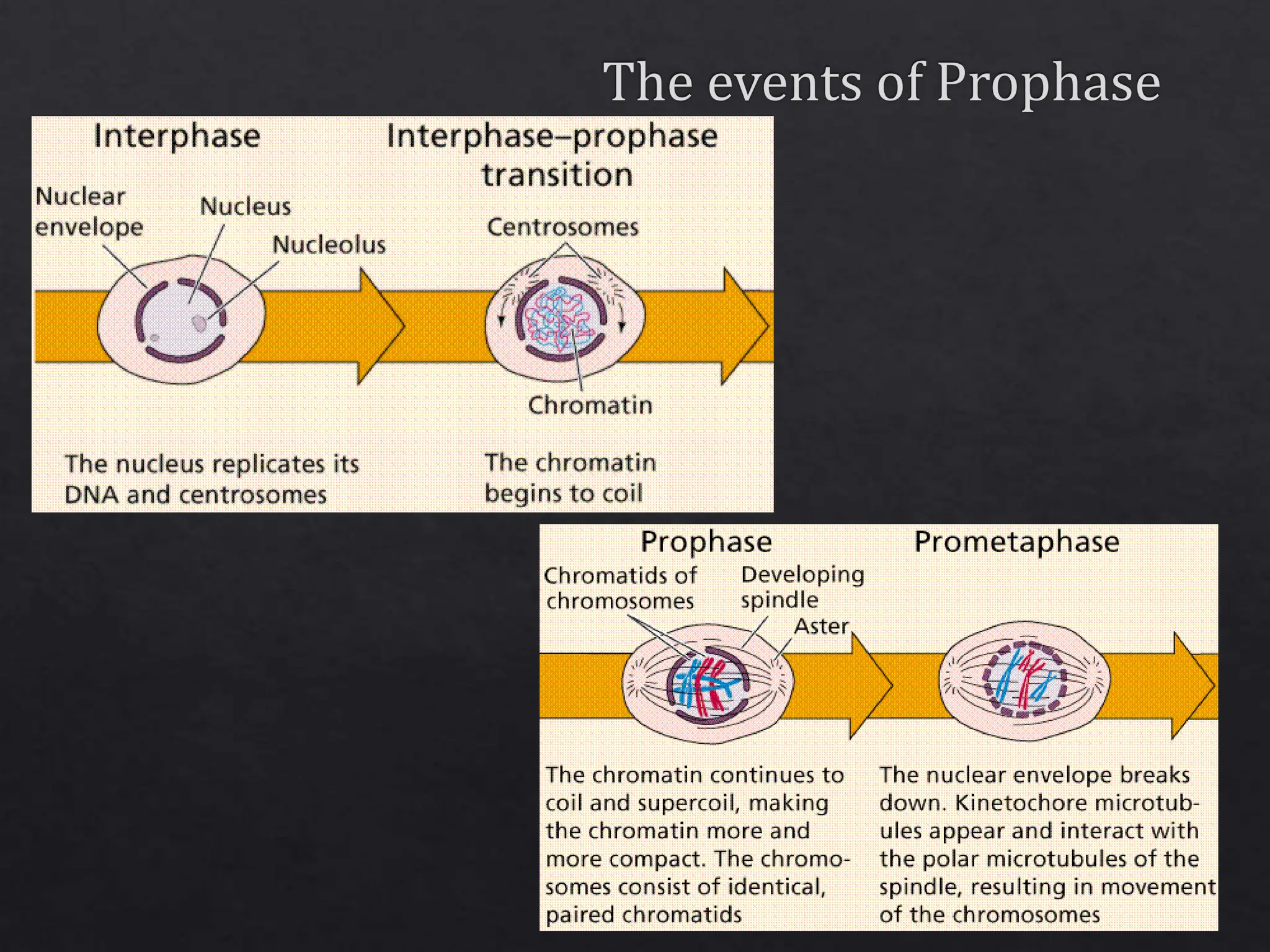 Pembelahan Sel meiosis s1 keperawatan.ppt