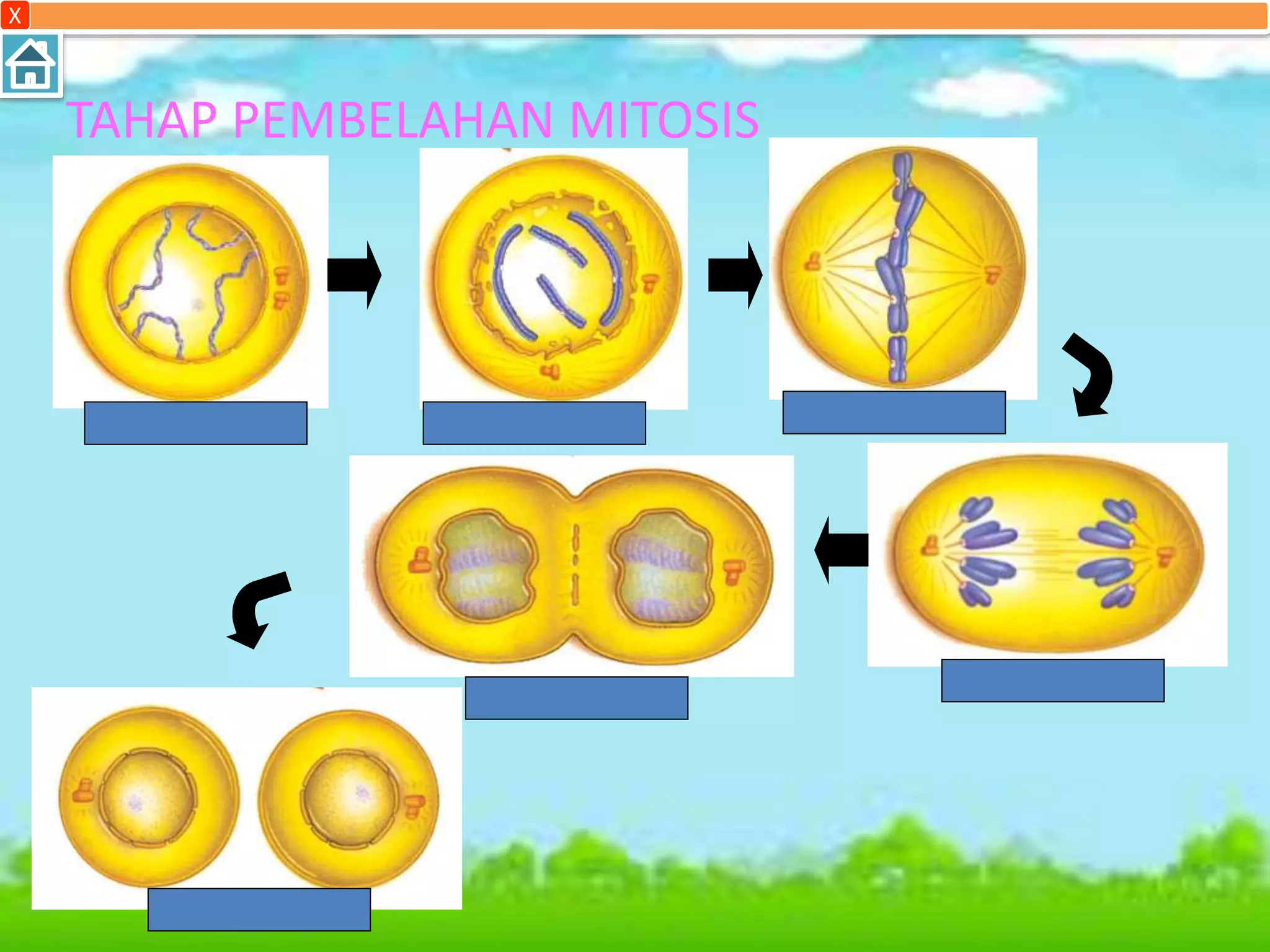 Pembelahan sel ( mitosis n meiosis ) | PPTX