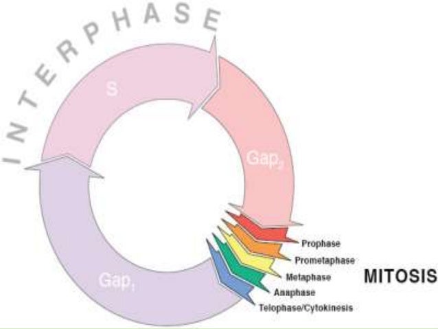 Pembelahan sel  mitosis n meiosis 