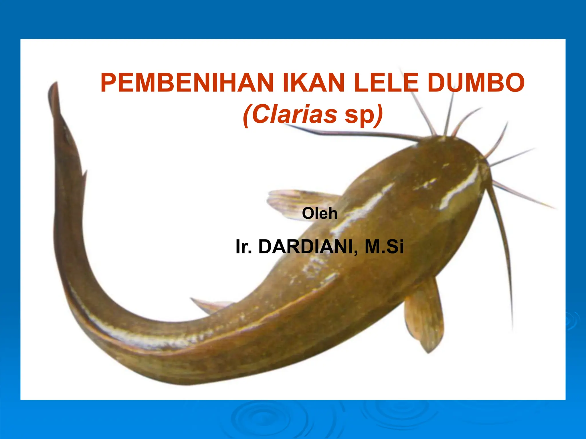 pembenihan-ikan-lele-dumbo bfrghgrhhgtppt | PPT