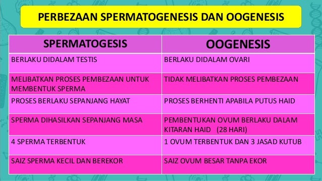 Pembentukan Gamet Dalam Pembiakan Manusia