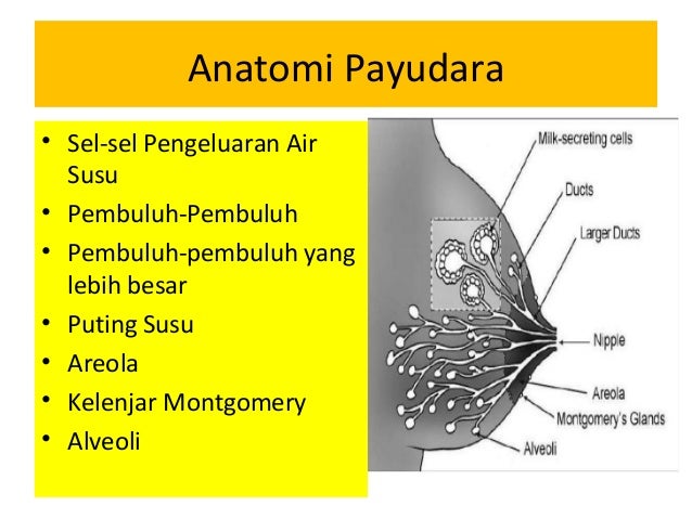 Pemberian makan bayi dan anak (pmba)