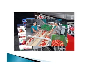 Pembersihan, Sortasi, dan Grading.pdf