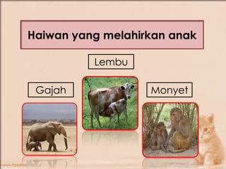 Haiwan yang melahirkan anak

          Lembu

 Gajah             Monyet
 